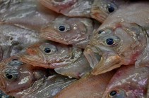 lenguados