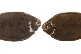 Garantías Lenguado Soleé