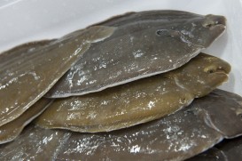 lenguados Soleé Gourmet