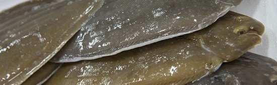 lenguados Soleé Gourmet