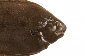 Propiedades Lenguado Soleé