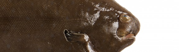 Propiedades Lenguado Soleé