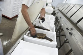 Envío de Lenguados Soleé