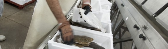 Envío de Lenguados Soleé